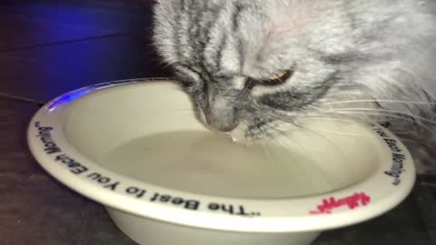 My sweet kitty Ruby drinking her milk in super slow motion