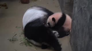 Baby Panda still suckling for that mother’s milk?