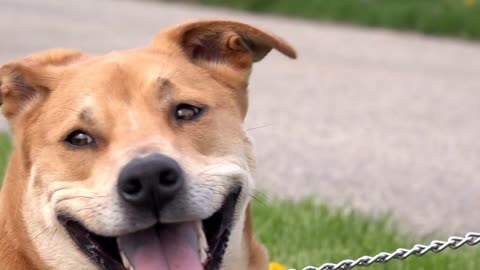 Dog out in hot summer sun panting with mouth open