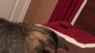 Cat playing fetch with hair tie