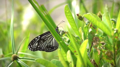 Beautiful Natural video ll Beautiful Butterfly