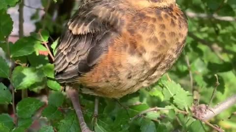 Baby robins are getting ready to leave the nest