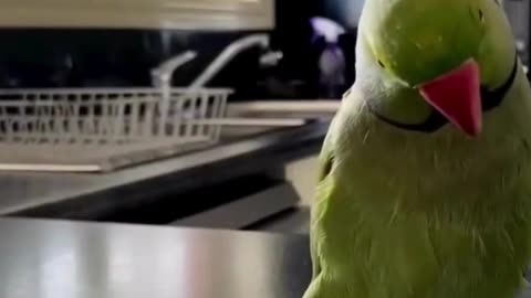 parrot talking himself in mirror