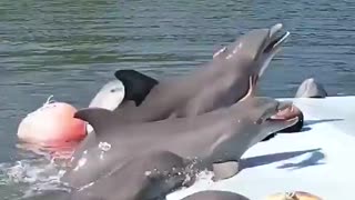 Woman gets attacked by a ferocious dolphin.