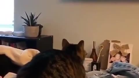 Cat is trying to catch the bird in a tv