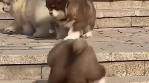 Cute and Smart Dogs | Wirally Videos