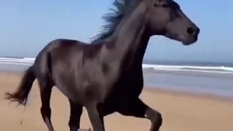 beautiful horse running free on the beach