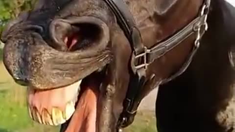 Funny horse 😁😁😁video