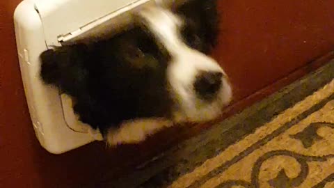 Goofy Dog Uses Cat’s Door To Play A Game With The Spray Bottle