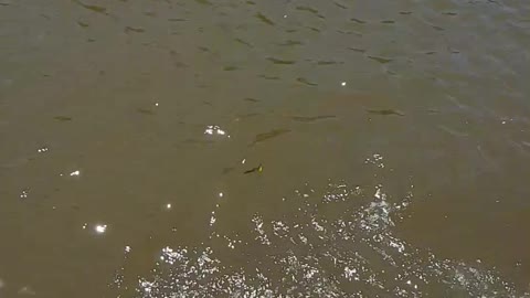 Alligator Swamp in Louisiana