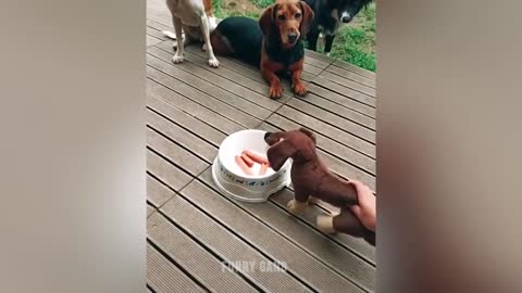 Dog funny reaction on cutting cake in shape of dog