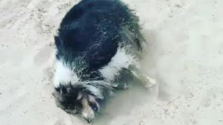 Dog cant play with pink ball beach sand