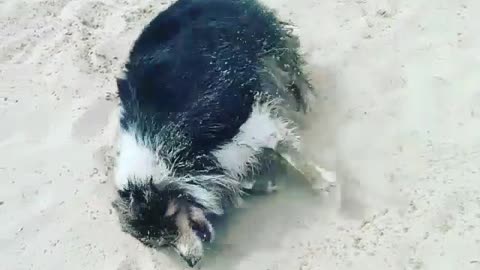 Dog cant play with pink ball beach sand