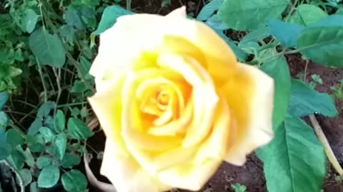 Lovely yellow rose, a gift from my cousin. just so beautiful