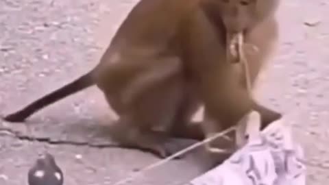 Monkey is shocked?