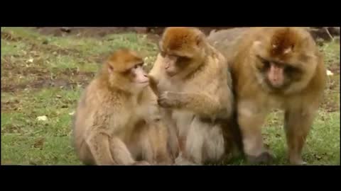 Monkeys Grooming! Group of 3 Freinds Helping Each Other!