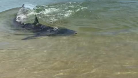 Shark on Shore in Sydney