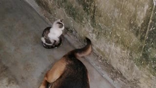 Kitten Doesn't Understand How Tails Work Yet