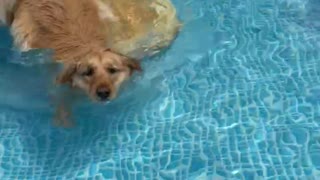 Custom Made Pool Ramp for Golden Retriever