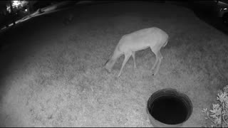 Whitetail deer in my Cypress (Houston) neighborhood - Cam3 8/12/23 pm