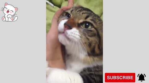 Amazing Pets Funny Compilations.