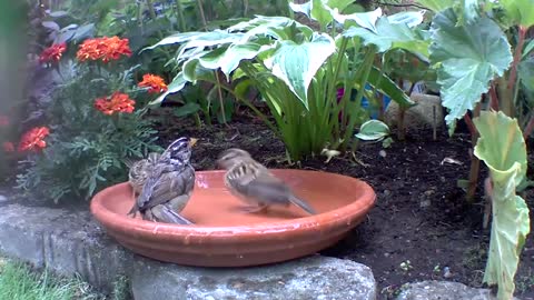 Sparrows bathing, you need to see this, the adults sparrows waited patiently for baby sparrow……