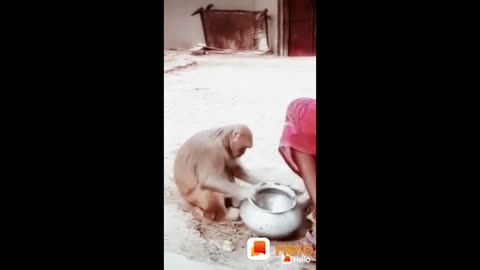 Funny Monkey Cleaning Dishes