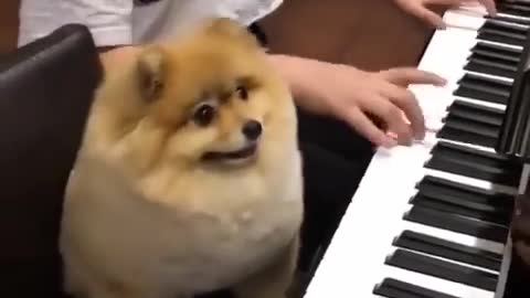 Cute Dog is playing piano...and failed!