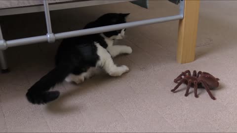 Cat Vrs Spider -Cat wrestles with a huge mega spider!