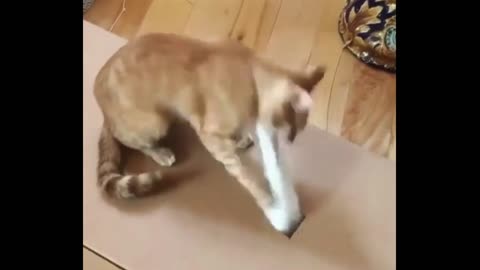 Cats playing
