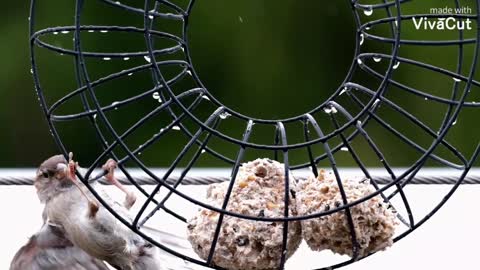 Attempting to catch a bird through food