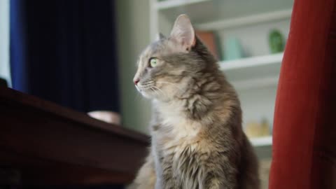 Cat sitting on chair in living room. Domestic animal at home