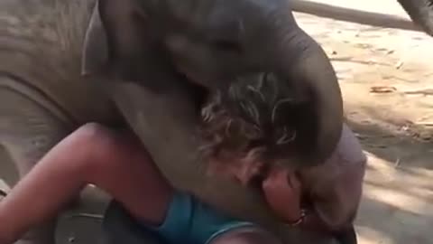 Baby elephant wants a hug and play