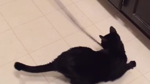 Black cat follows owner with black string