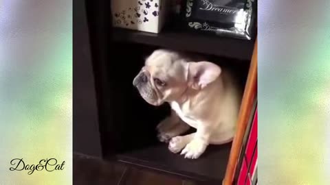 Funny Bulldogs - Part 8