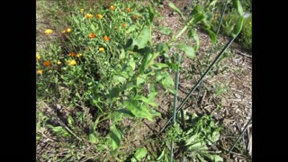 Sweet and Tangy Goji Berry September 2021