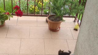 Two kittens playing