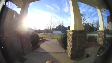 This Dog uses a ring video doorbell to get back the house