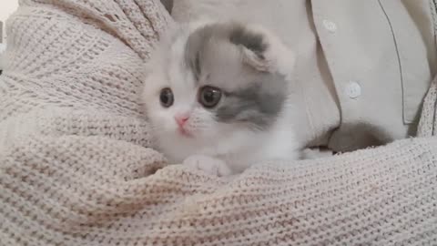 Cute kitten lovely