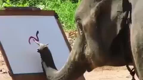 Painting element 🐘🎨🖌🖼 they are the best painters/drawers in the world 🌎 in the animal kingdom