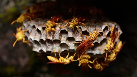 Have you ever seen a hornet's house?