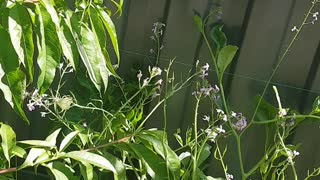 Batterfly In My Garden 2