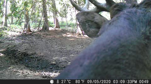 Bull Elk Close up