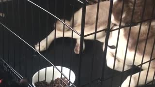 Husky es cómplice en el robo perpetrado por un gato