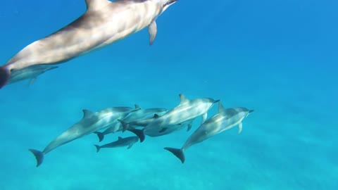 Dolphin fish swimming underwater in herd 5
