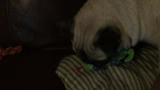 Pug Is Both Obsessed And Terrified Of Squeaky Toy