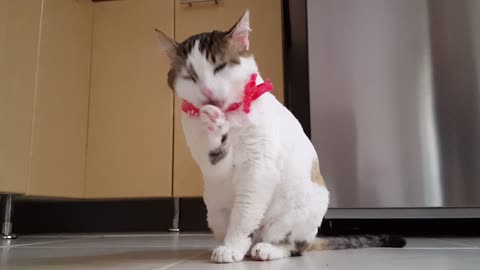 For Cats While You Are Gone Relaxing Cat Video, Cat Movie for Separation Anxiety