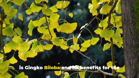 Gingko Biloba - Benefits for Skin, Eye Health, Tinnitus explained