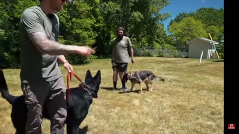 EXTREMELY AGGRESSIVE GERMAN SHEPHERD TRIES TO ATTACK DOG! HOLY CRAP!!