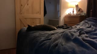 3 Kitters, 2 Dressers, And 1 Bed!